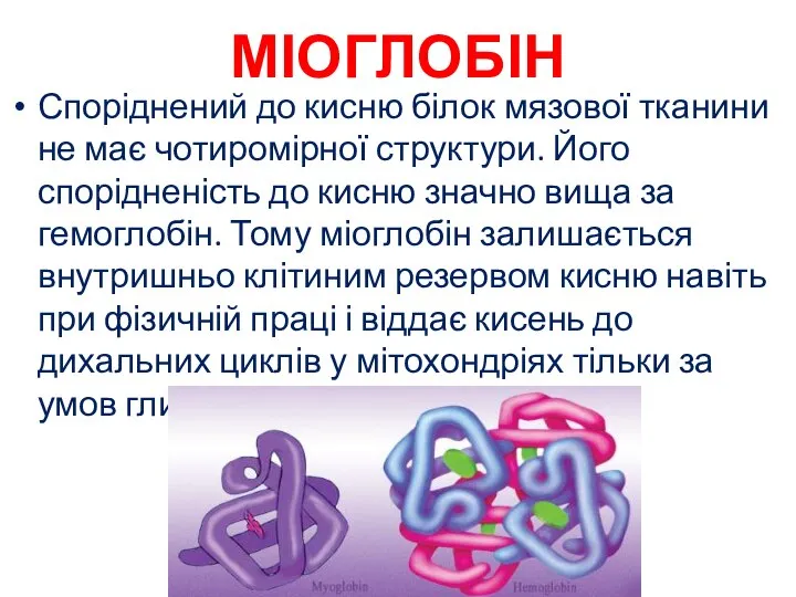 МІОГЛОБІН Споріднений до кисню білок мязової тканини не має чотиромірної структури.