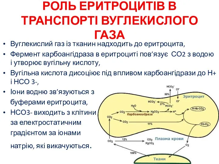 РОЛЬ ЕРИТРОЦИТІВ В ТРАНСПОРТІ ВУГЛЕКИСЛОГО ГАЗА Вуглекислий газ із тканин надходить