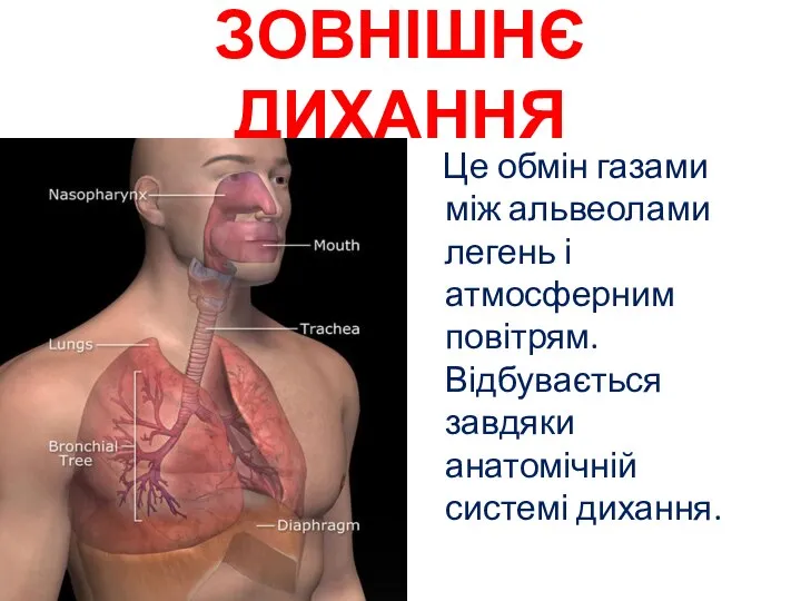 ЗОВНІШНЄ ДИХАННЯ Це обмін газами між альвеолами легень і атмосферним повітрям. Відбувається завдяки анатомічній системі дихання.