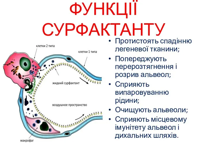 ФУНКЦІЇ СУРФАКТАНТУ Протистоять спадінню легеневої тканини; Попереджують перерозтягнення і розрив альвеол;