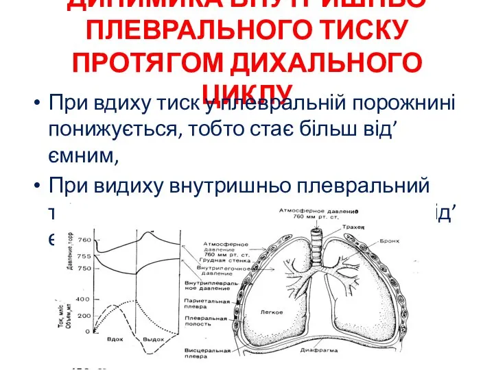 ДИНИМИКА ВНУТРИШНЬО ПЛЕВРАЛЬНОГО ТИСКУ ПРОТЯГОМ ДИХАЛЬНОГО ЦИКЛУ При вдиху тиск у