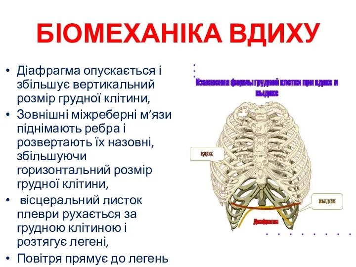 БІОМЕХАНІКА ВДИХУ Діафрагма опускається і збільшує вертикальний розмір грудної клітини, Зовнішні