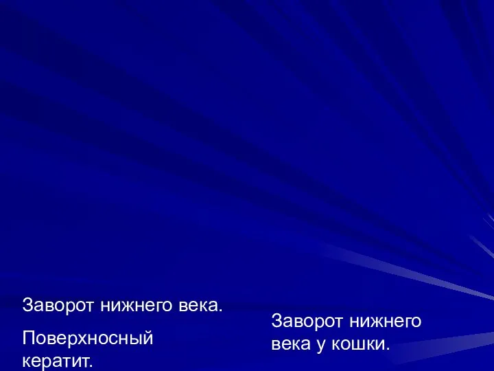 Заворот нижнего века. Поверхносный кератит. Заворот нижнего века у кошки.