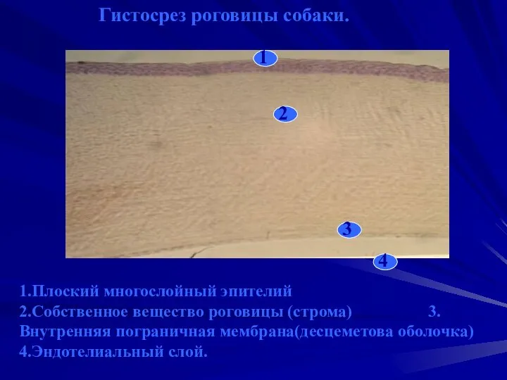 1 2 3 4 Гистосрез роговицы собаки. 1.Плоский многослойный эпителий 2.Собственное