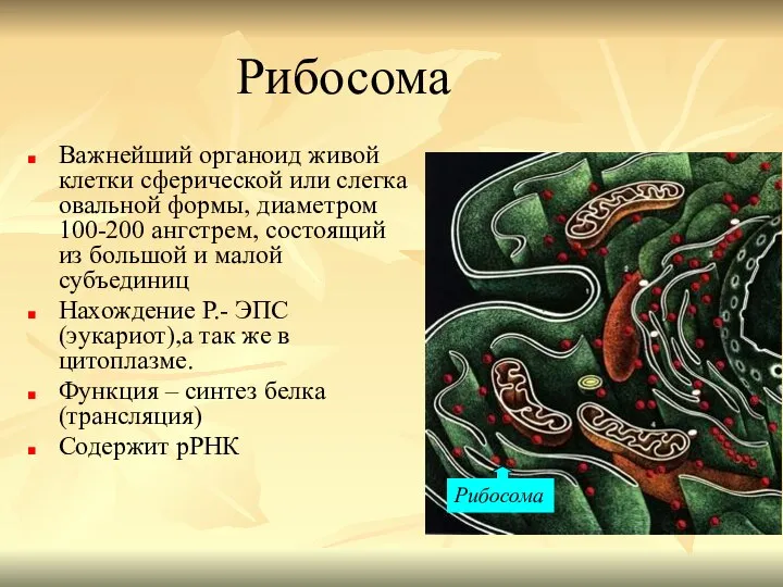 Рибосома Важнейший органоид живой клетки сферической или слегка овальной формы, диаметром