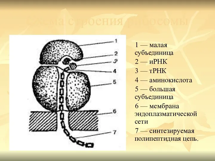 Схема строения рибосомы 1 — малая субъединица 2 — иРНК 3