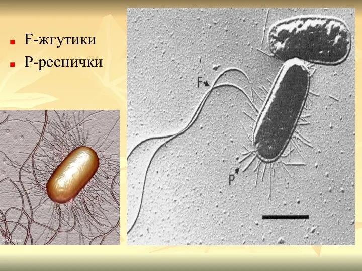 F-жгутики P-реснички