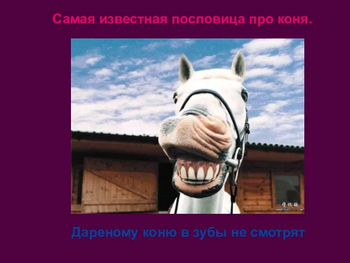 Самая известная пословица про коня. Дареному коню в зубы не смотрят