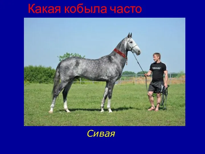 Какая кобыла часто бредит? Сивая