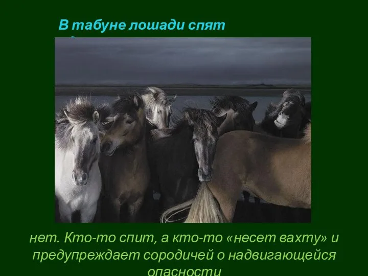 В табуне лошади спят одновременно? нет. Кто-то спит, а кто-то «несет