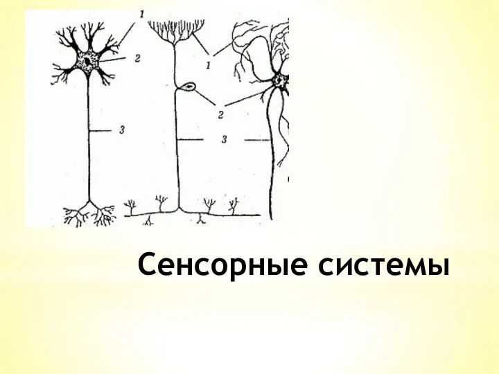 Сенсорные системы