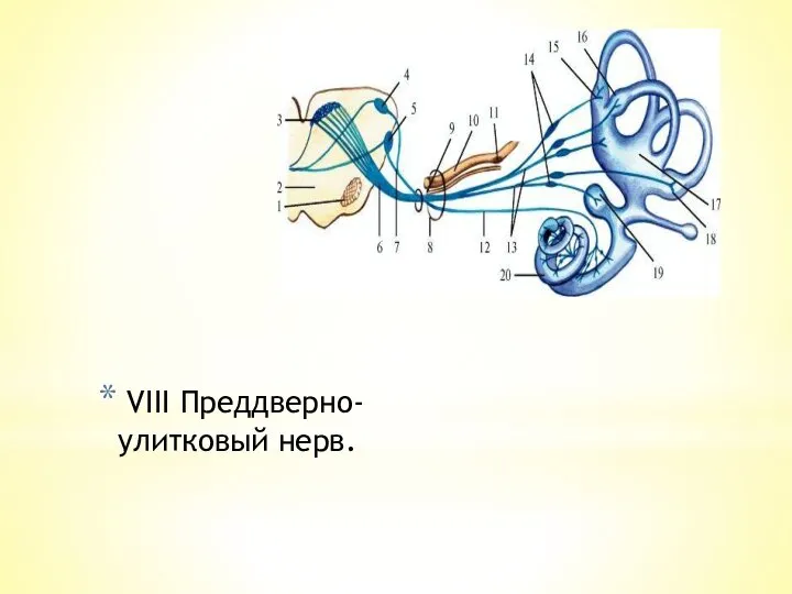 VIII Преддверно-улитковый нерв.
