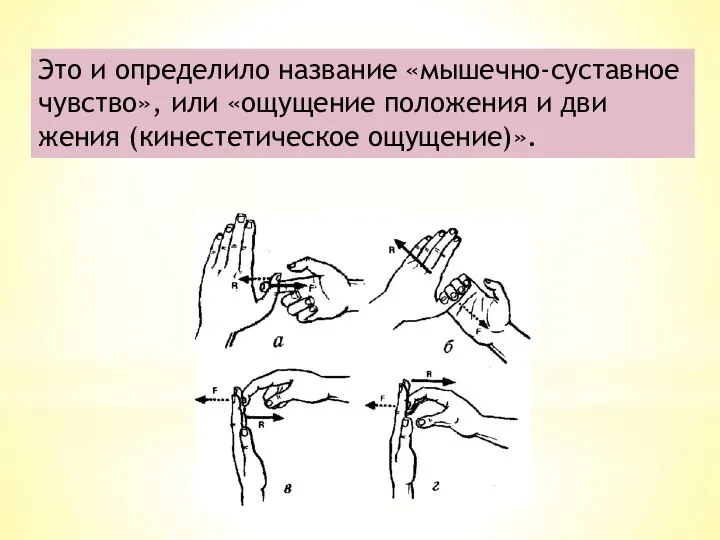 Это и определило название «мышечно-суставное чувство», или «ощущение положения и дви­жения (кинестетическое ощущение)».