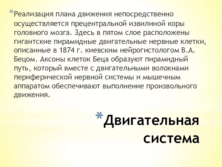 Двигательная система Реализация плана движения непосредственно осуществляется прецентральной извилиной коры головного