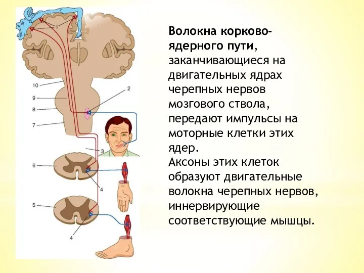 Волокна корково-ядерного пути, заканчивающиеся на двигательных ядрах черепных нервов мозгового ствола,