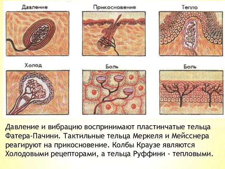 Давление и вибрацию воспринимают пластинчатые тельца Фатера-Пачини. Тактильные тельца Меркеля и