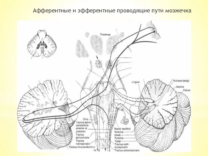 Афферентные и эфферентные проводящие пути мозжечка