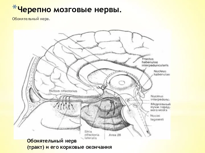 Черепно мозговые нервы. Обонятельный нерв. Обонятельный нерв (тракт) и его корковые окончания