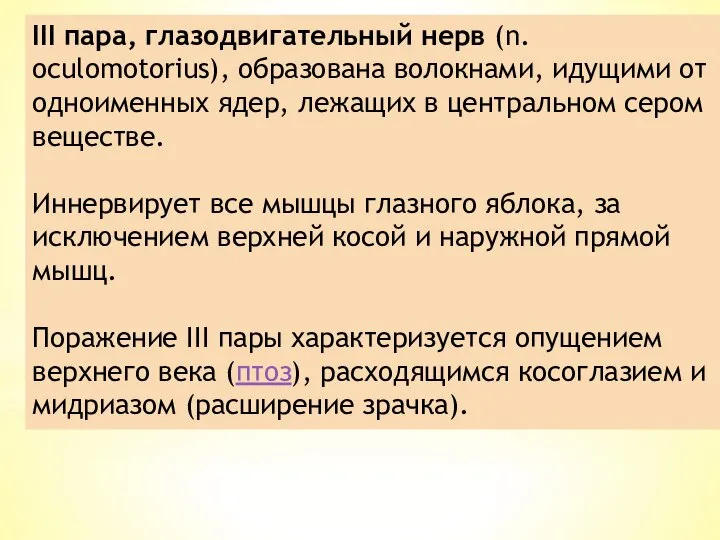 III пара, глазодвигательный нерв (n. oculomotorius), образована волокнами, идущими от одноименных