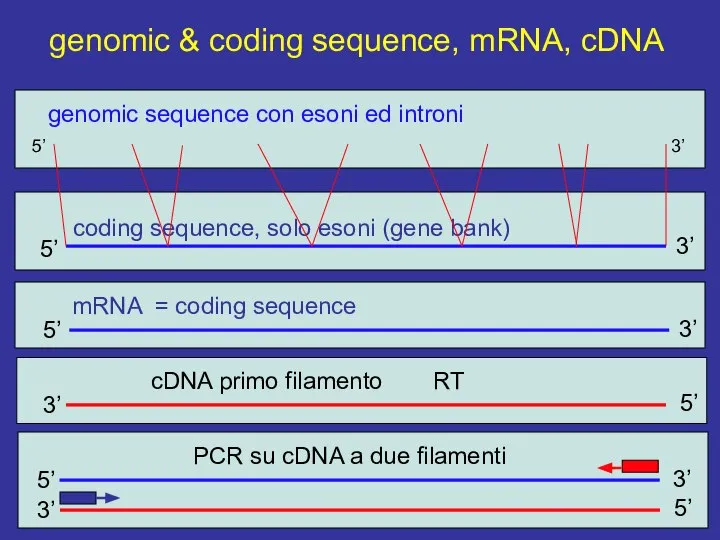 genomic & coding sequence, mRNA, cDNA 5’ 3’ 5’ 3’ PCR