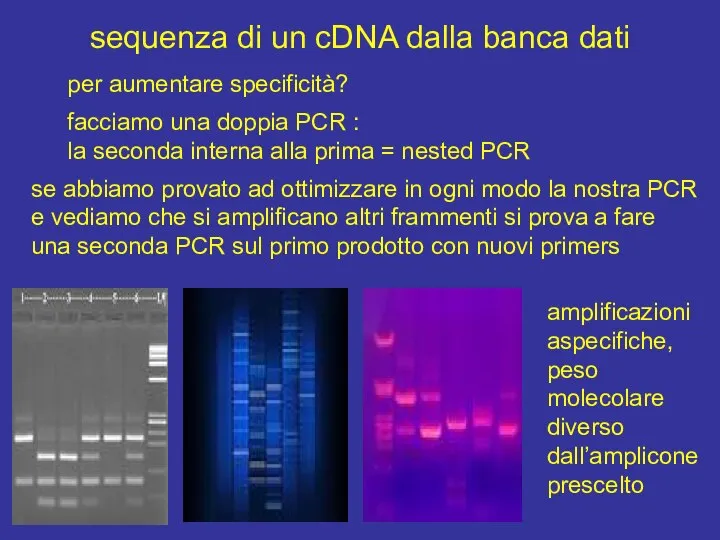 sequenza di un cDNA dalla banca dati per aumentare specificità? facciamo