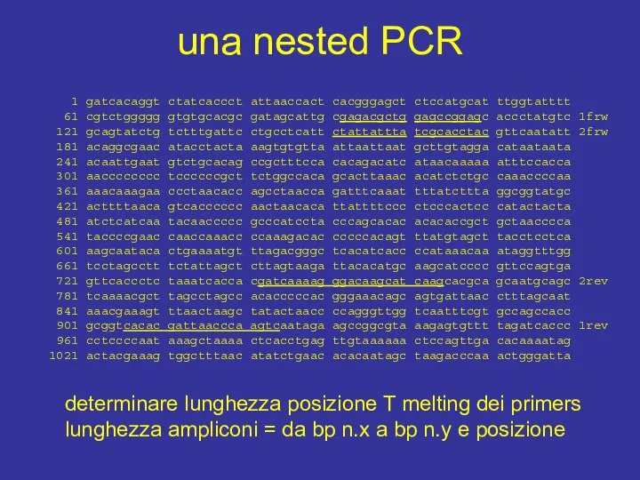 una nested PCR 1 gatcacaggt ctatcaccct attaaccact cacgggagct ctccatgcat ttggtatttt 61