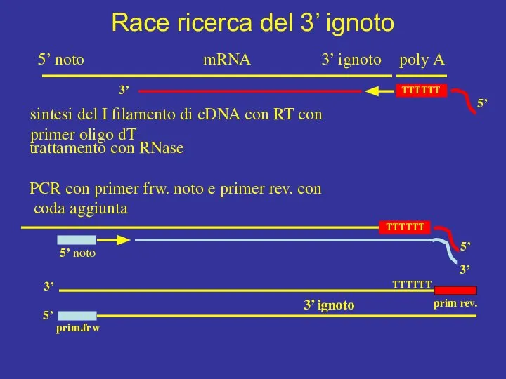 mRNA poly A 5’ noto 3’ ignoto sintesi del I filamento