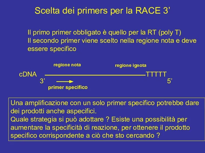 Scelta dei primers per la RACE 3’ Il primo primer obbligato