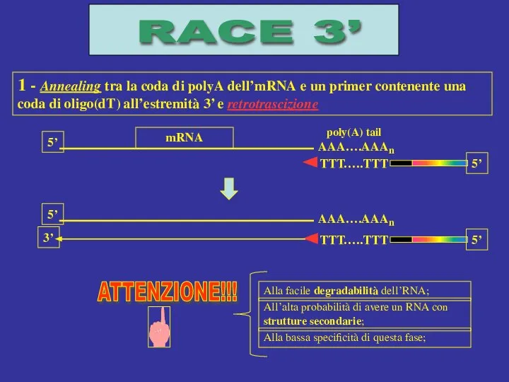 RACE 3’ TTT…..TTT 5’ 5’ mRNA poly(A) tail 1 - Annealing