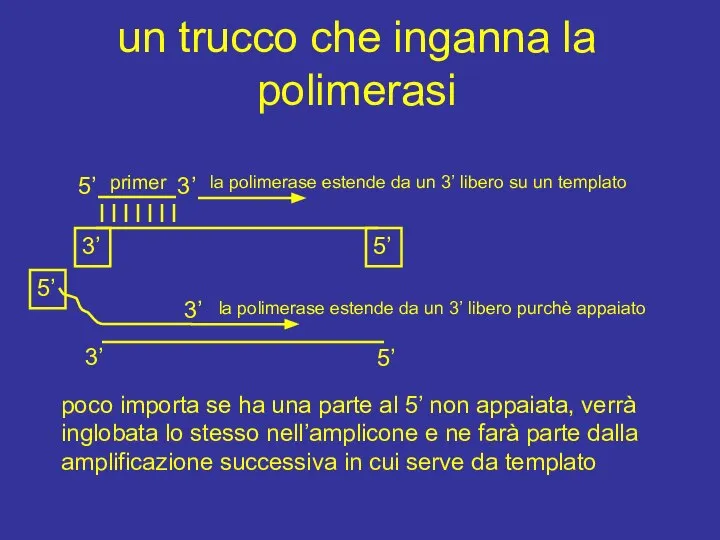 un trucco che inganna la polimerasi 3’ 5’ 5’ 3’ primer