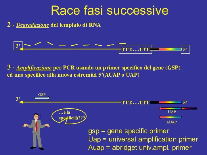 2 - Degradazione del templato di RNA 3 - Amplificazione per