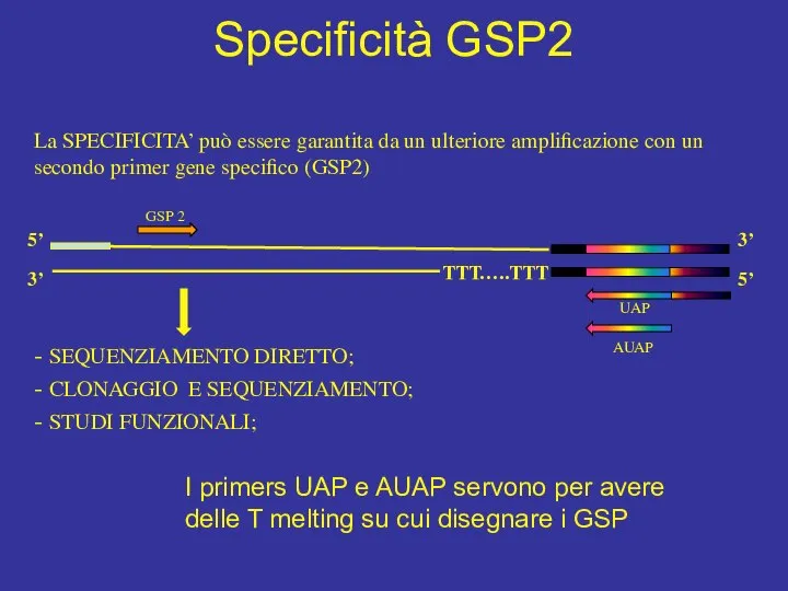 GSP 2 TTT…..TTT 5’ 3’ AUAP UAP 3’ 5’ La SPECIFICITA’