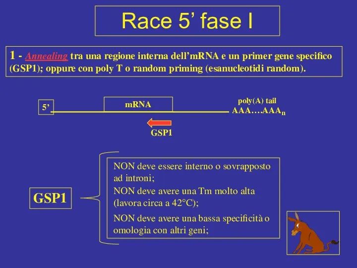 5’ mRNA poly(A) tail 1 - Annealing tra una regione interna