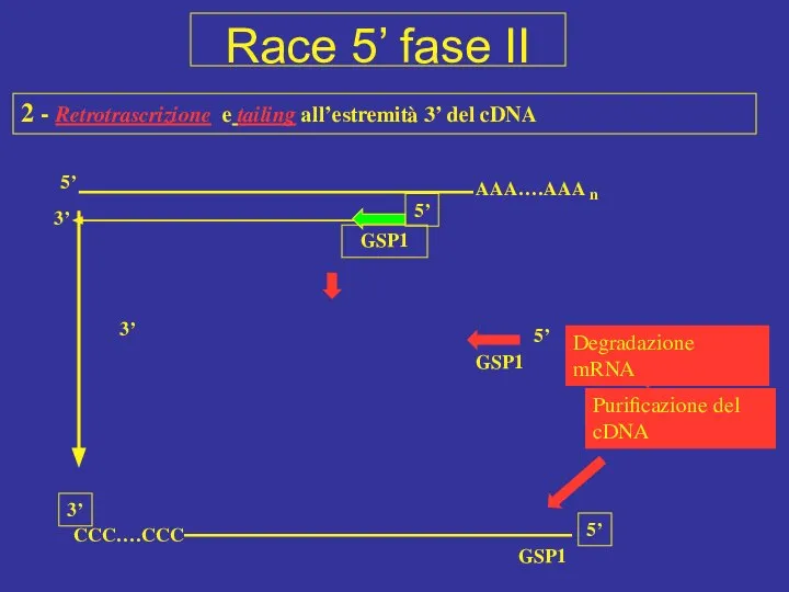 2 - Retrotrascrizione e tailing all’estremità 3’ del cDNA 5’ AAA….AAA