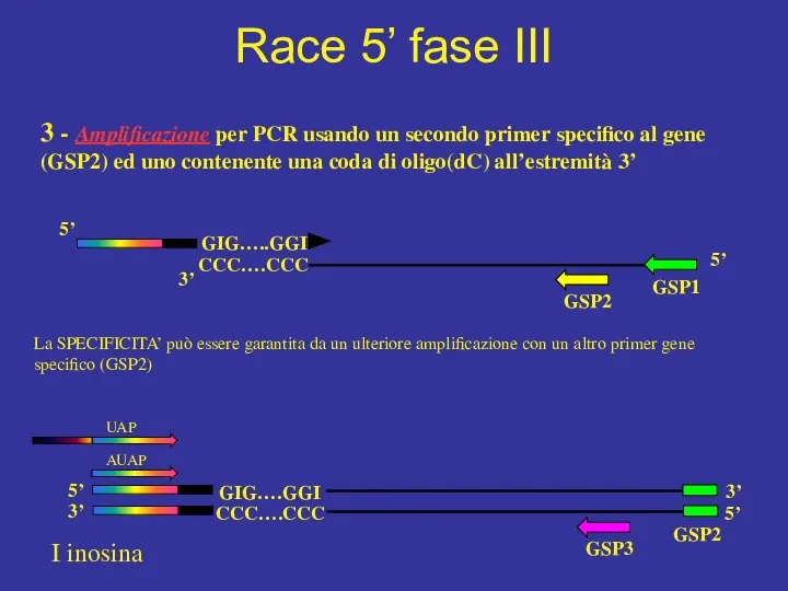 Race 5’ fase III I inosina