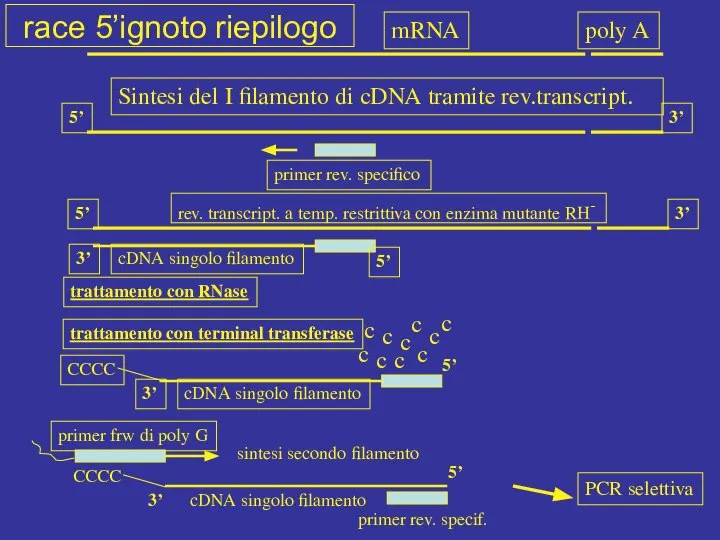 mRNA poly A Sintesi del I filamento di cDNA tramite rev.transcript.