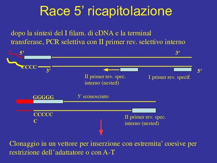 dopo la sintesi del I filam. di cDNA e la terminal