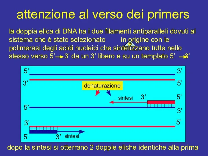 attenzione al verso dei primers la doppia elica di DNA ha