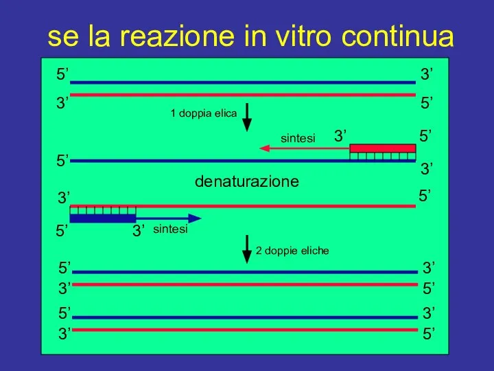 se la reazione in vitro continua 1 doppia elica 2 doppie eliche