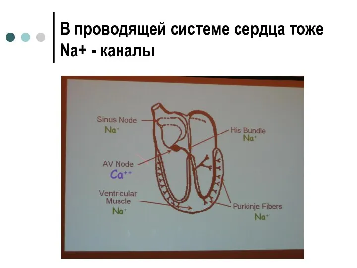 В проводящей системе сердца тоже Na+ - каналы