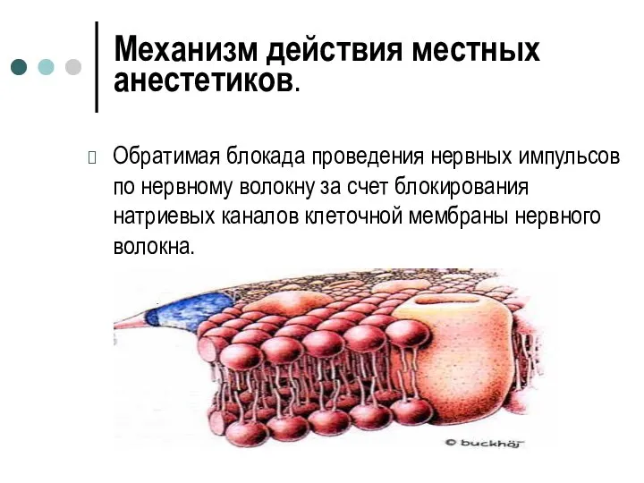 Механизм действия местных анестетиков. Обратимая блокада проведения нервных импульсов по нервному