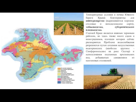 Температурные условия и почвы Южного берега Крыма благоприятны для виноградарства (выращиваются