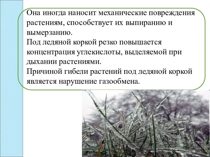 Она иногда наносит механические повреждения растениям, способствует их выпиранию и вымерзанию.