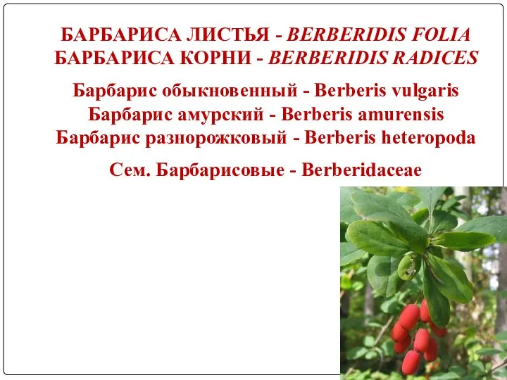 БАРБАРИСА ЛИСТЬЯ - BERBERIDIS FOLIA БАРБАРИСА КОРНИ - BERBERIDIS RADICES Барбарис