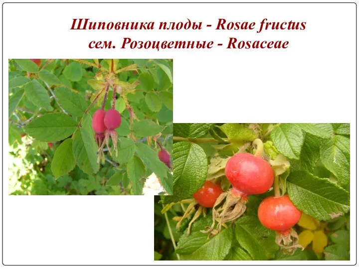 Шиповника плоды - Rosae fructus сем. Розоцветные - Rosaceae