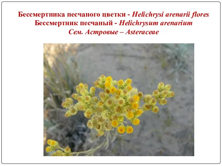 Бессмертника песчаного цветки - Helichrysi arenarii flores Бессмертник песчаный - Helichrysum arenarium Сем. Астровые – Asteraceae