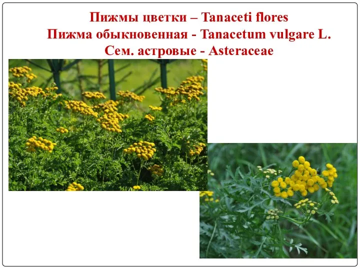 Пижмы цветки – Tanaceti flores Пижма обыкновенная - Tanacetum vulgare L. Сем. астровые - Asteraceae