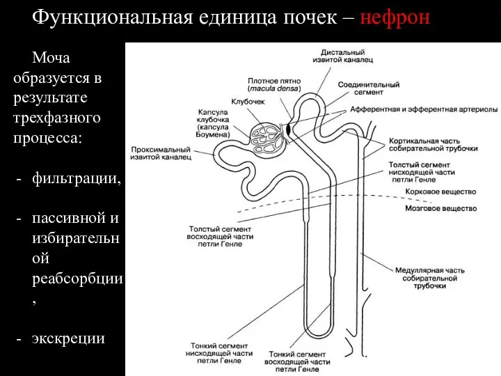 Функциональная единица почек – нефрон Моча образуется в результате трехфазного процесса: