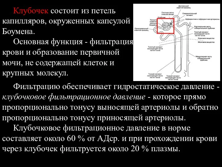 Клубочек состоит из петель капилляров, окруженных капсулой Боумена. Основная функция -