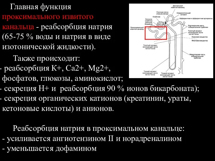 Главная функция проксимального извитого канальца - реабсорбция натрия (65-75 % воды